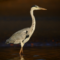 volavka popelavá - Ardea cinerea