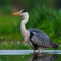 volavka popelavá - Ardea cinerea