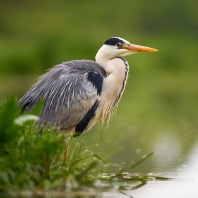 volavka popelavá - Ardea cinerea