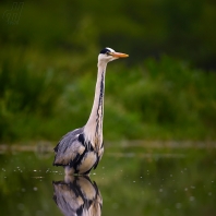 volavka popelavá - Ardea cinerea