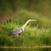 volavka popelavá - Ardea cinerea