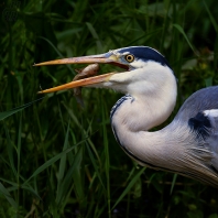 volavka popelavá - Ardea cinerea