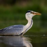 volavka popelavá - Ardea cinerea