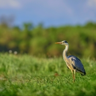 volavka popelavá - Ardea cinerea