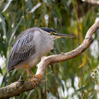 volavka proměnlivá - Butorides striata