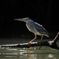 volavka proměnlivá - Butorides striata