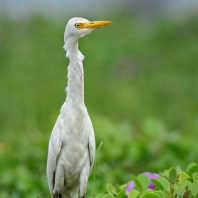 volavka rusohlavá - Bubulcus ibis