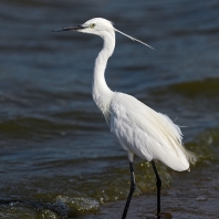 volavka stříbřitá - Egretta garzetta