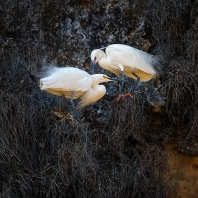 volavka stříbřitá - Egretta garzetta