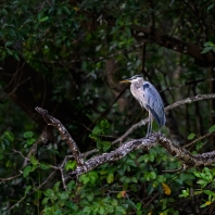 volavka velká - Ardea herodias