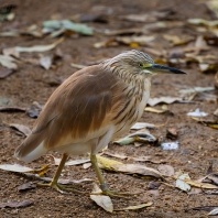 volavka vlasatá - Ardeola ralloides