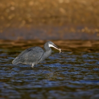 volavka západní - Egretta gularis