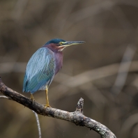 volavka zelenavá - Butorides virescens