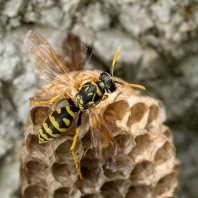 vosík francouzský - Polistes dominula