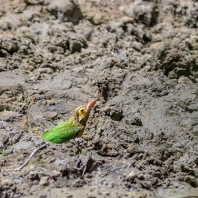 vousák hnědohlavý - Megalaima zeylanica