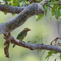 vousák hnědohlavý - Megalaima zeylanica