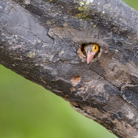 vousák hnědohlavý - Megalaima zeylanica
