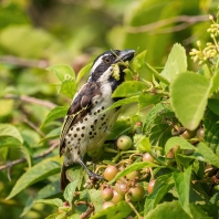 vousák skvrnitoboký - Tricholaema lacrymosa