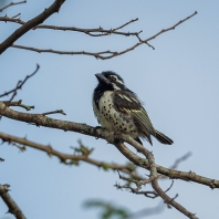 vousák skvrnitoboký - Tricholaema lacrymosa