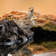 vrabec domácí - Passer domesticus