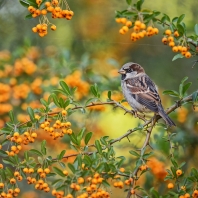 vrabec domácí - Passer domesticus