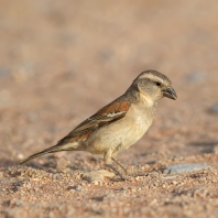 vrabec kapský - Passer melanurus