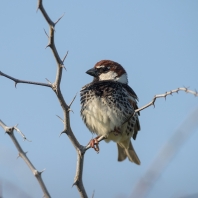 vrabec pokřovní - Passer hispaniolensis