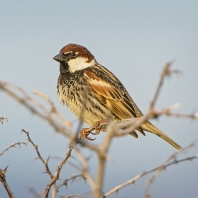 vrabec pokřovní - Passer hispaniolensis