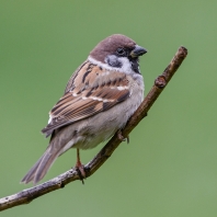 vrabec polní - Passer montanus