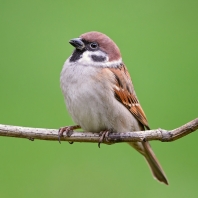 vrabec polní - Passer montanus