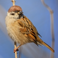 vrabec polní - Passer montanus