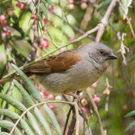 vrabec šedohlavý - Passer griseus