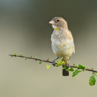 vrabec šedý - Petronia pyrgita