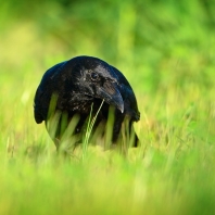 vrána černá - Corvus corone