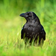 vrána černá - Corvus corone