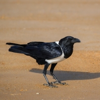 vrána černobílá - Corvus albus