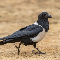 vrána černobílá - Corvus albus