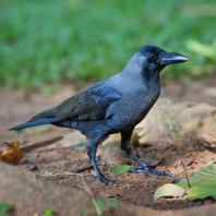 vrána domácí - Corvus splendens