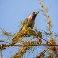 vrána domácí - Corvus splendens