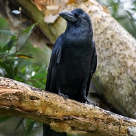 vrána hrubozobá - Corvus macrorhynchos