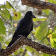 vrána indická -Corvus culminatus