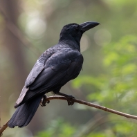 vrána indická - Corvus culminatus