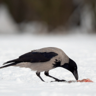 vrána šedá - Corvus cornix