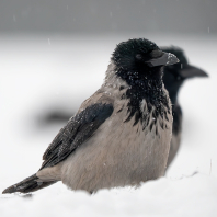 vrána šedá - Corvus cornix