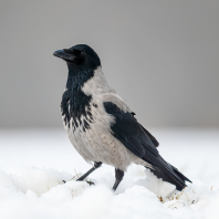 vrána šedá - Corvus cornix