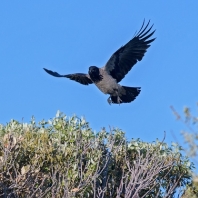 vrána šedá - Corvus cornix