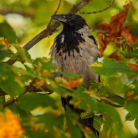 vrána šedá - Corvus cornix