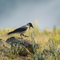 vrána šedá - Corvus cornix
