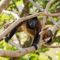 vřešťan pláštíkový - Alouatta palliata