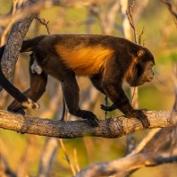 vřešťan pláštíkový - Alouatta palliata